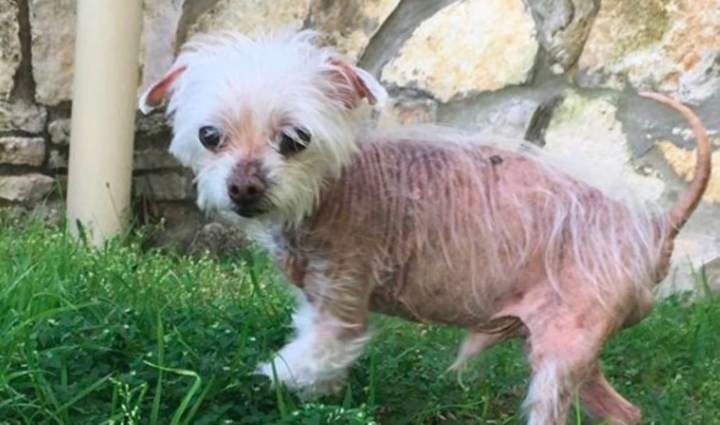 Старо, плешиво куче, което се скиташе по улиците, получи шанс за лечение и ново семейство